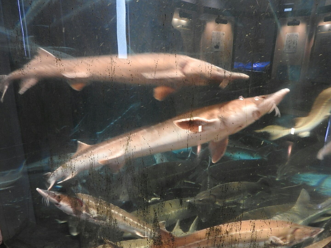 Bifuka Sturgeon Museum-美深町必去景点