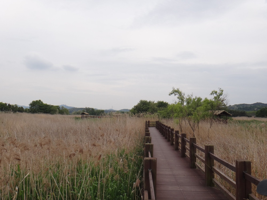 Ansan Reed Wetland-安山市必去景点