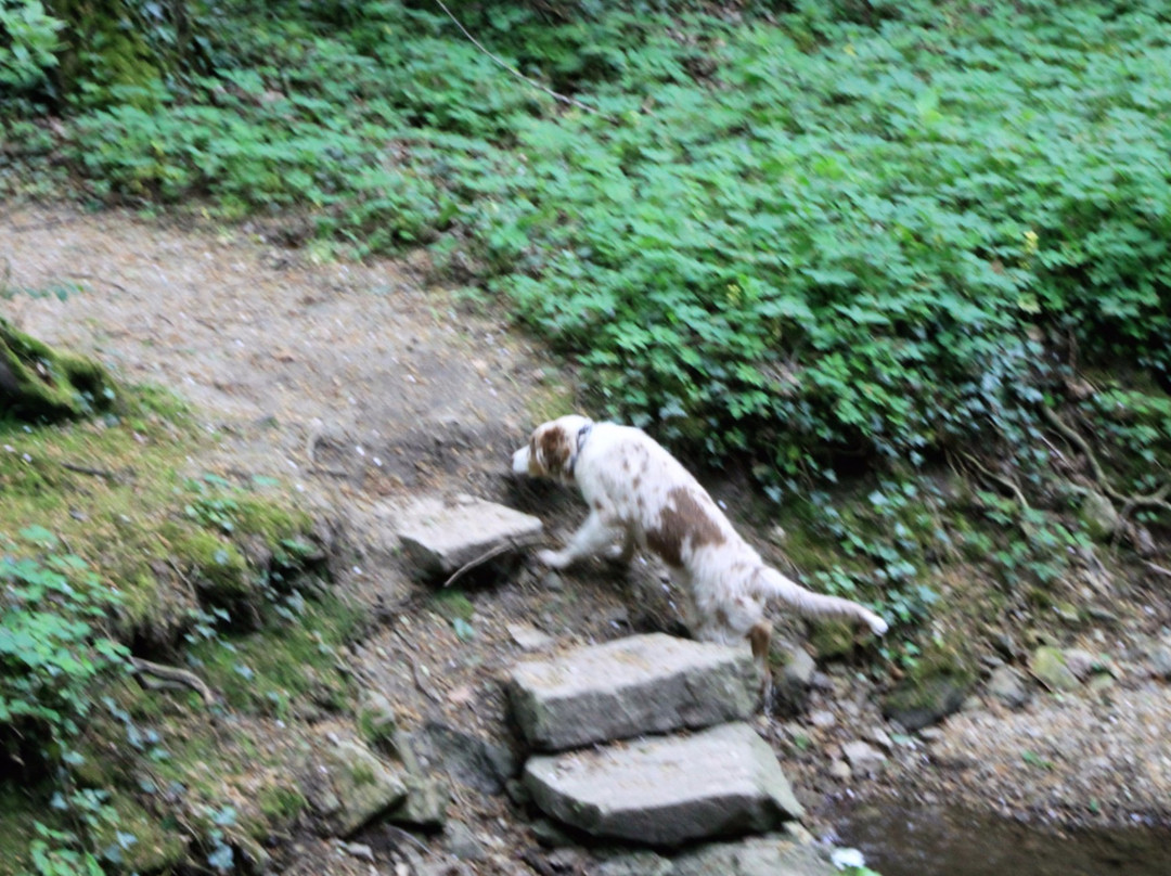 Patensteig mit Wasserfäellen景点图片