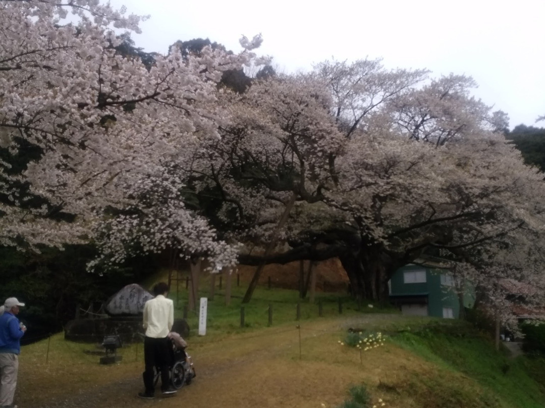 Misumi Obira Zakura-滨田市必去景点