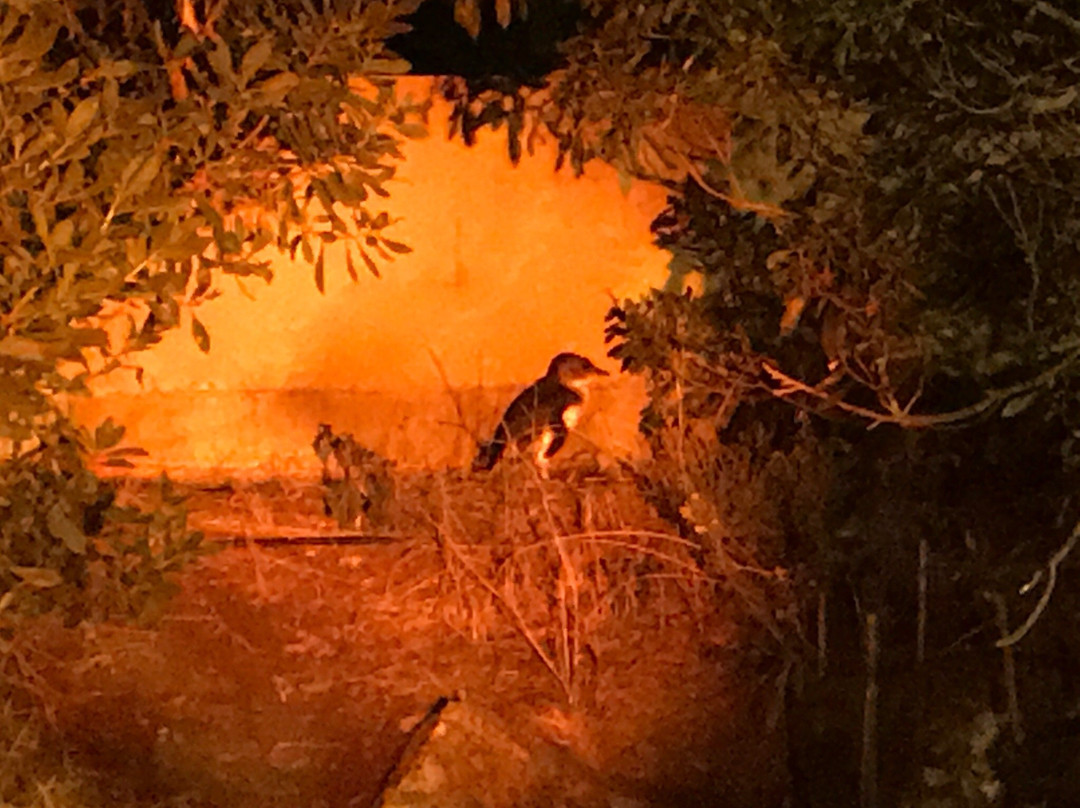 Penguin Centre-维克多港必去景点