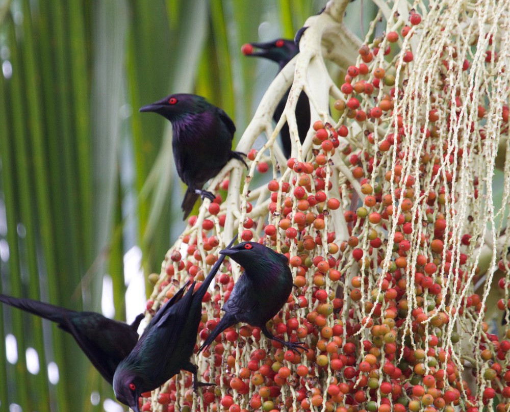 Follow That Bird-悉尼必去景点