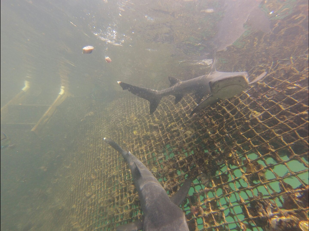 Bali Sharks-Serangan必去景点