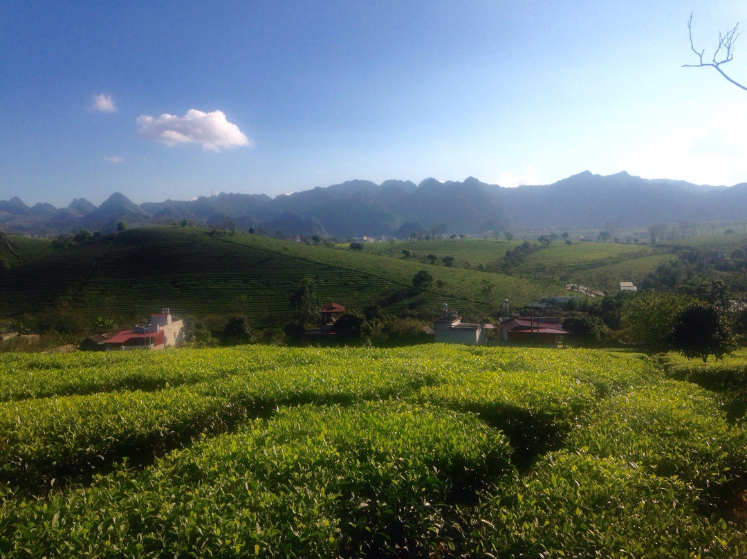 Moc Suong Tea Hill-Moc Chau必去景点