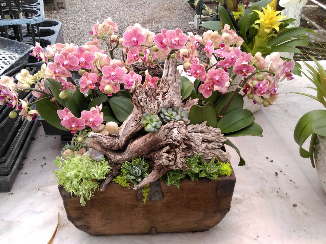 Cal Pacific Orchid Farm-恩西尼塔斯必去景点