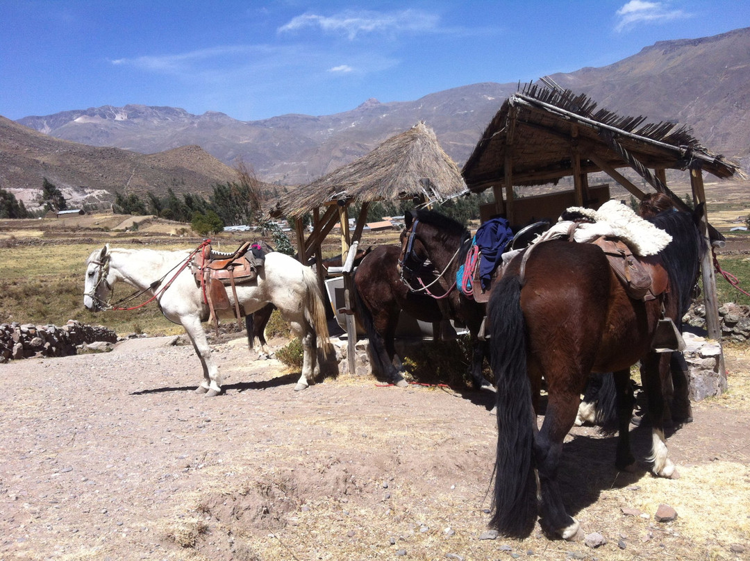 Colca Horse El Herraje-Yanque必去景点