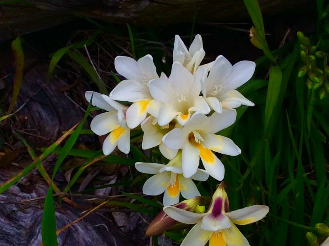 Myrtle Benn Flora & Fauna Sanctuary