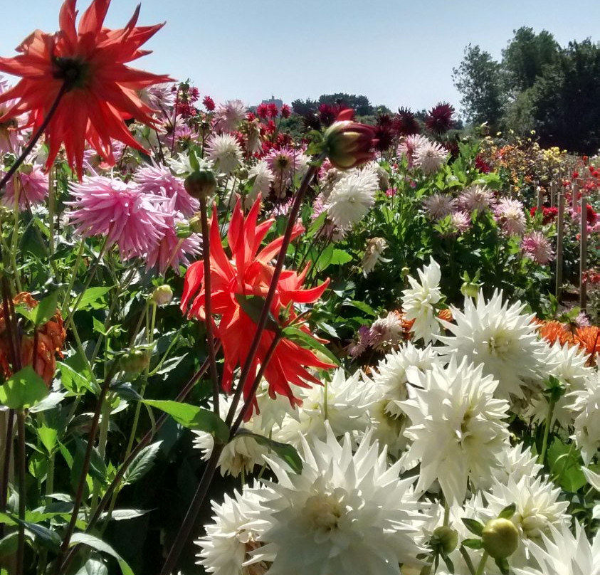 National Dahlia Collection-彭赞斯必去景点