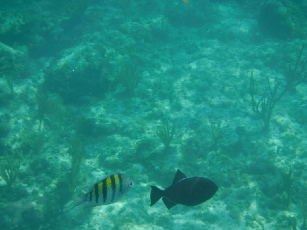 Pat & Diane Snorkeling景点图片