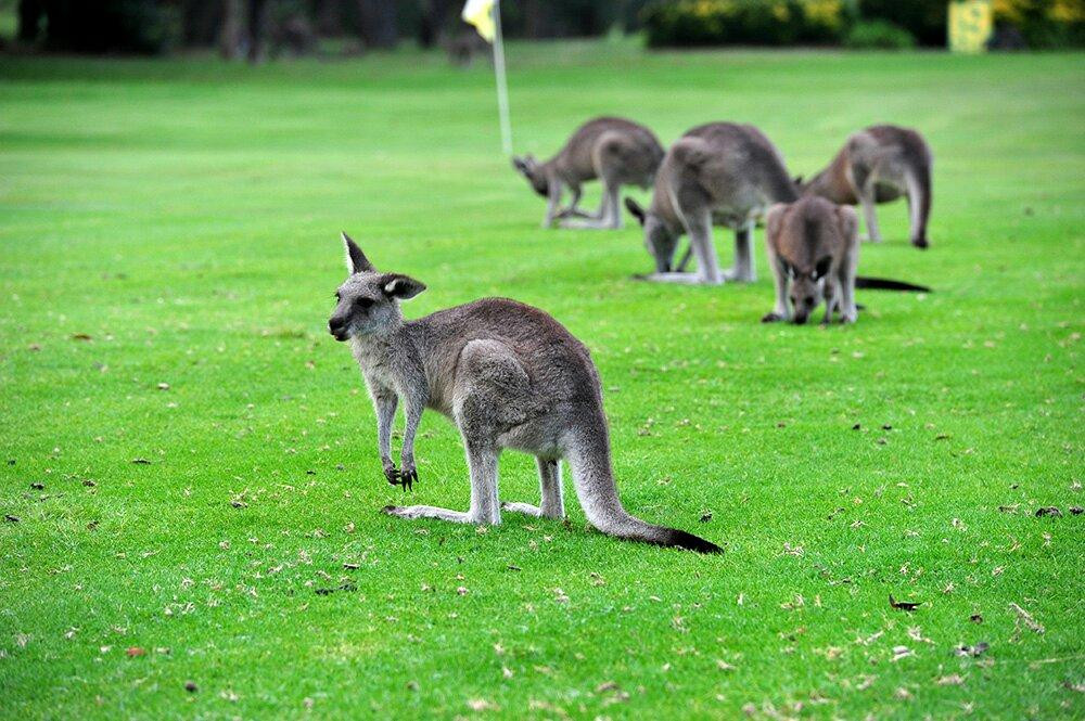 Pambula Merimbula Golf Club景点图片