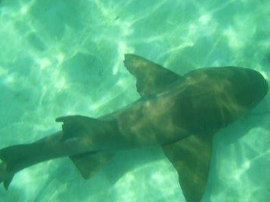 Lagoon Tours Bahamas  - Tours-San Salvador必去景点