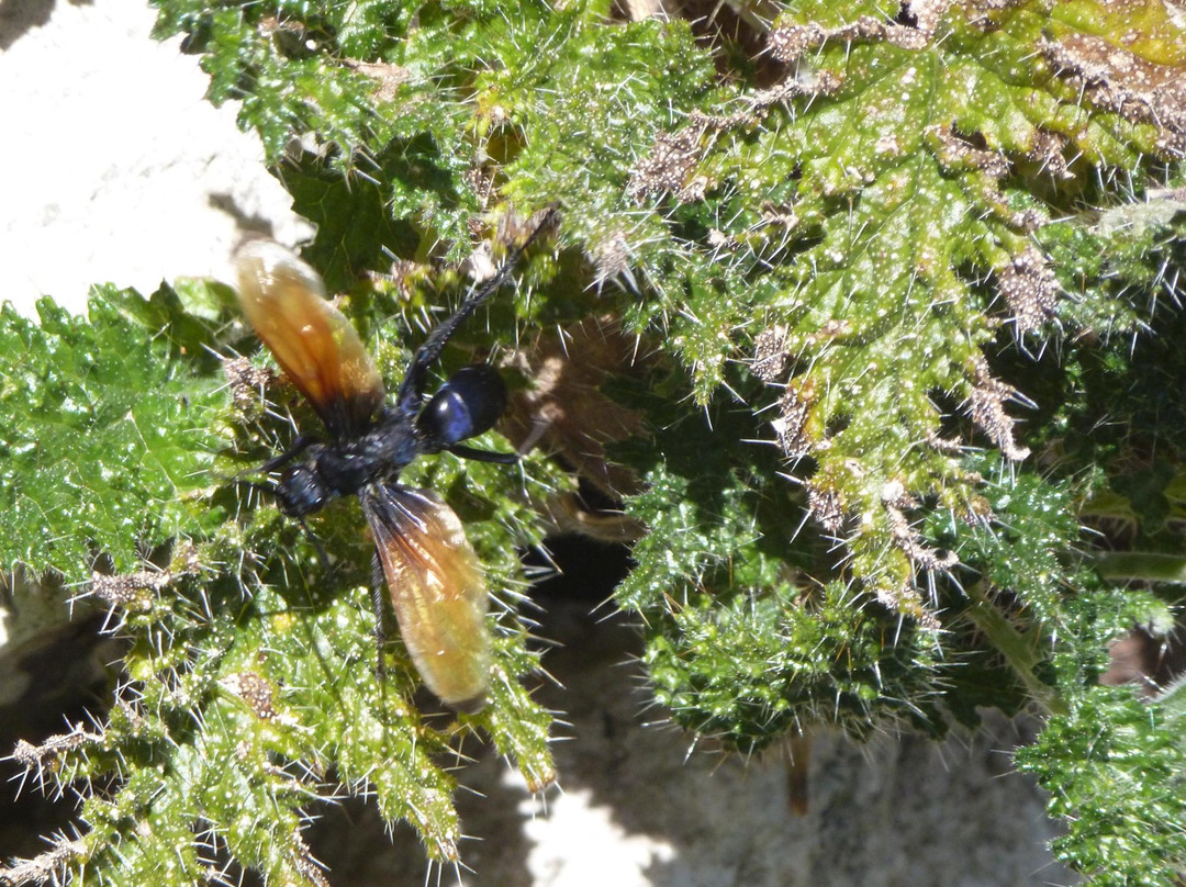 Kanamarka-Espinar必去景点