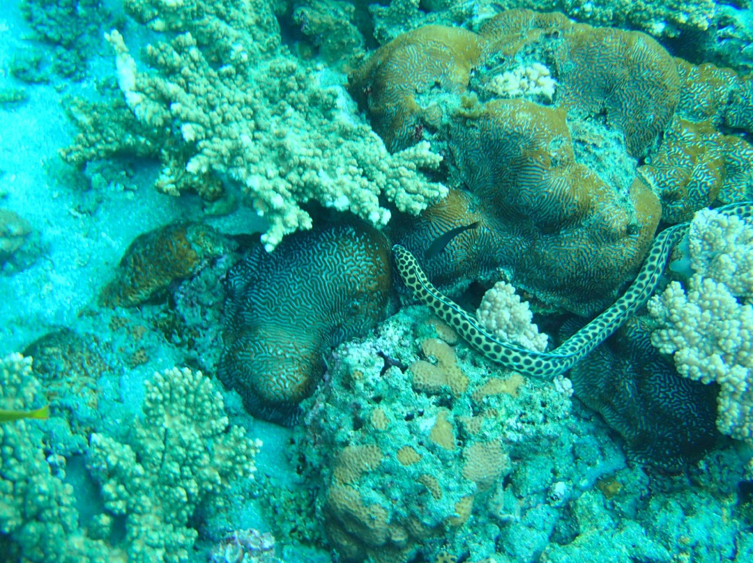 Anijima Seto Undersea Park-小笠原村必去景点