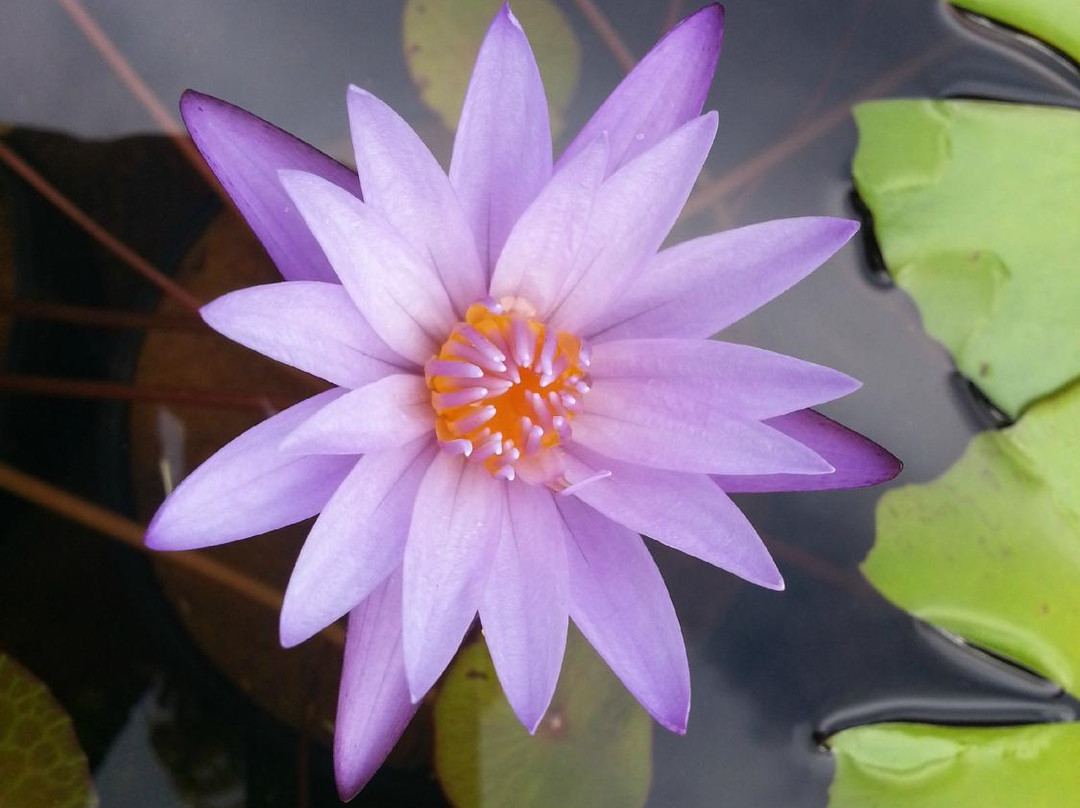 Garden Ponds Kauai-基拉韦厄必去景点