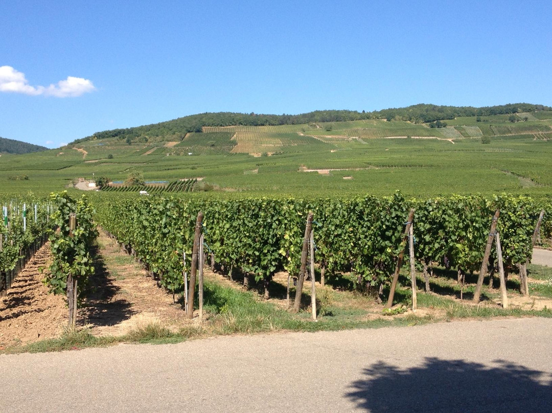 Domaine Paul Blanck景点图片
