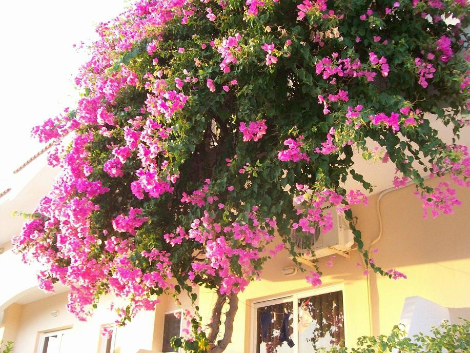 Varelis Pension主图