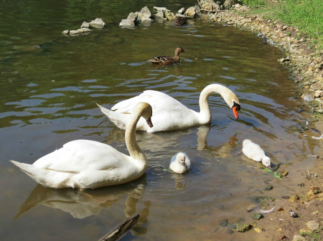Parc animalier Rene CANIVENC (Le Moulineau)景点图片