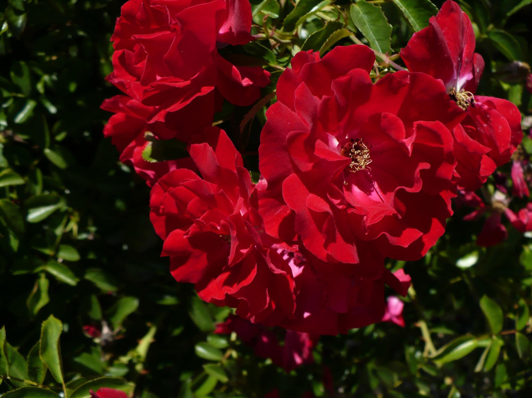 Santa Ynez Valley Historical Museum and Janeway-Parks Carriage House-圣伊内斯必去景点