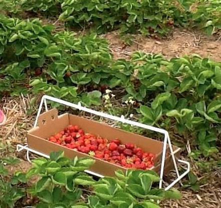 Pellegrini Farms-Vulcan必去景点