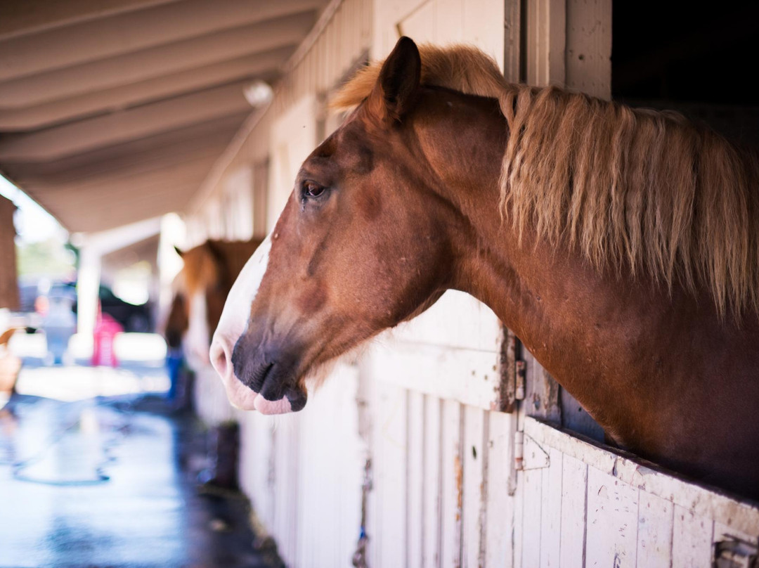 Paso Robles Event Center-帕索罗布尔斯必去景点
