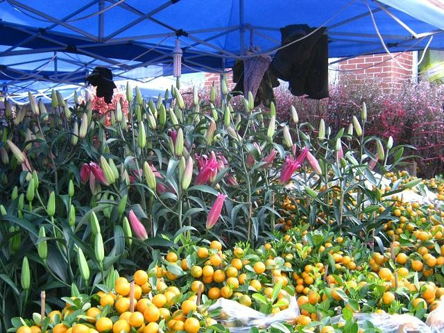 深圳花卉世界-深圳市必去景点