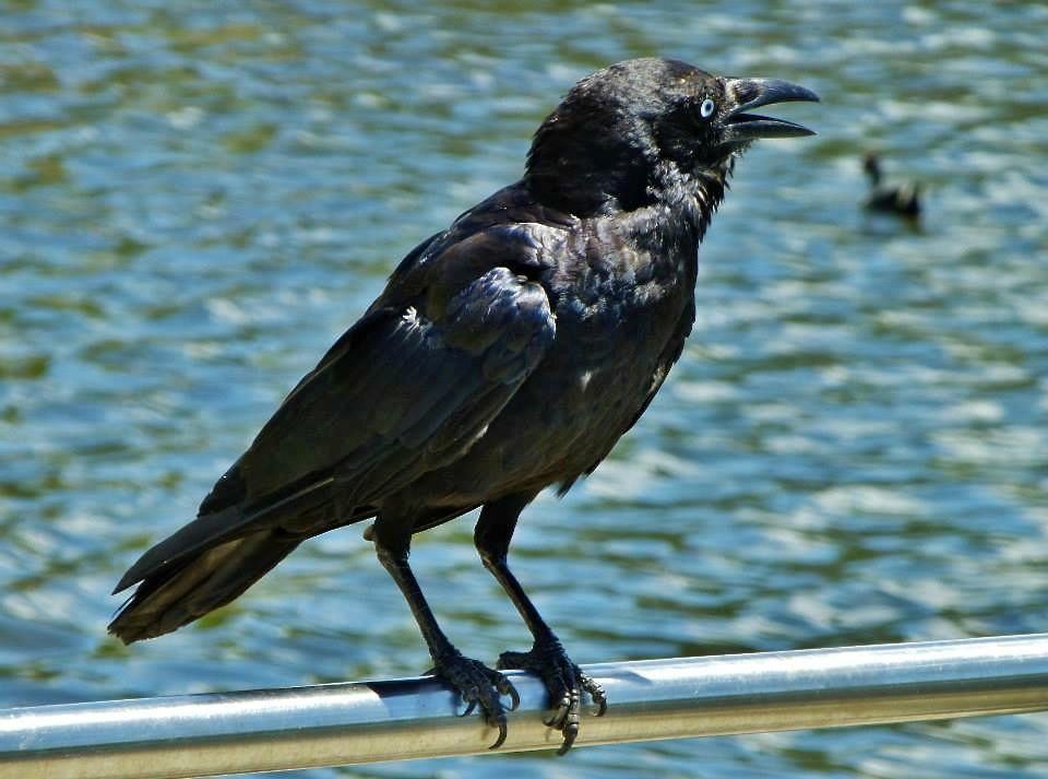 Pacific Pines Central Park-Pacific Pines必去景点