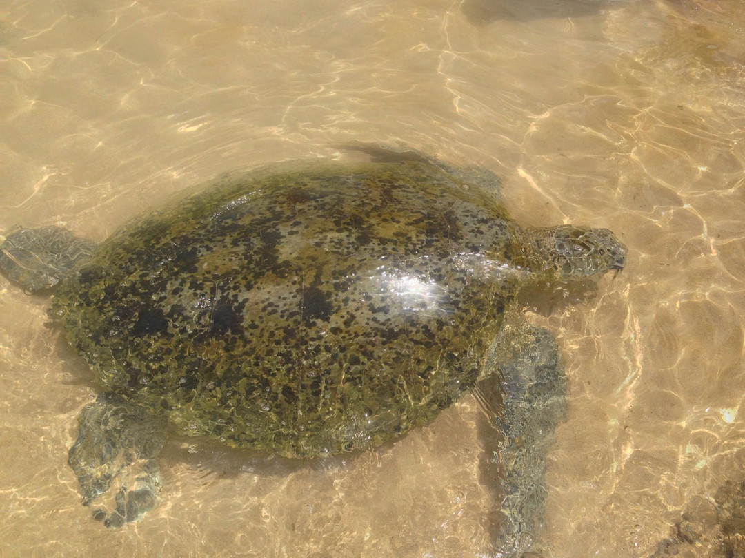 希卡杜瓦海滩-希克杜沃必去景点