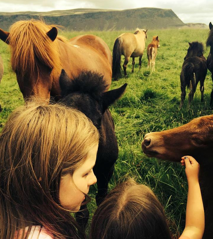 The Icelandic Horse Park Fákasel-Thorlakshofn必去景点