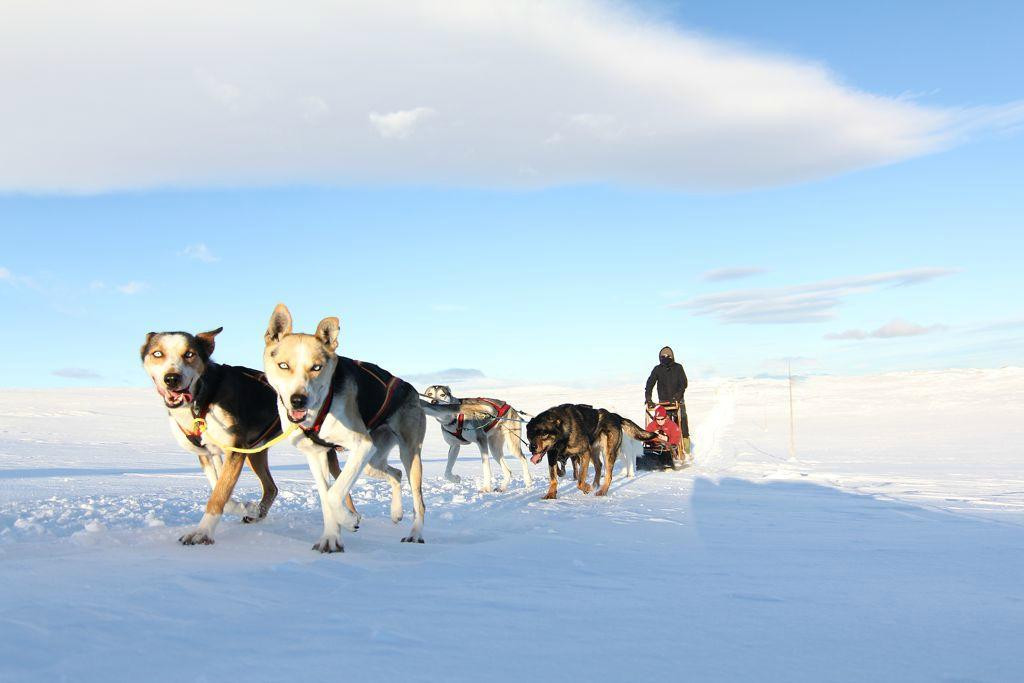 Geilo Husky Day Tours-耶卢必去景点