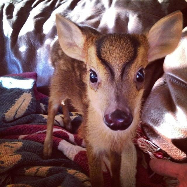 Exotic Animal Experience-奥兰多必去景点