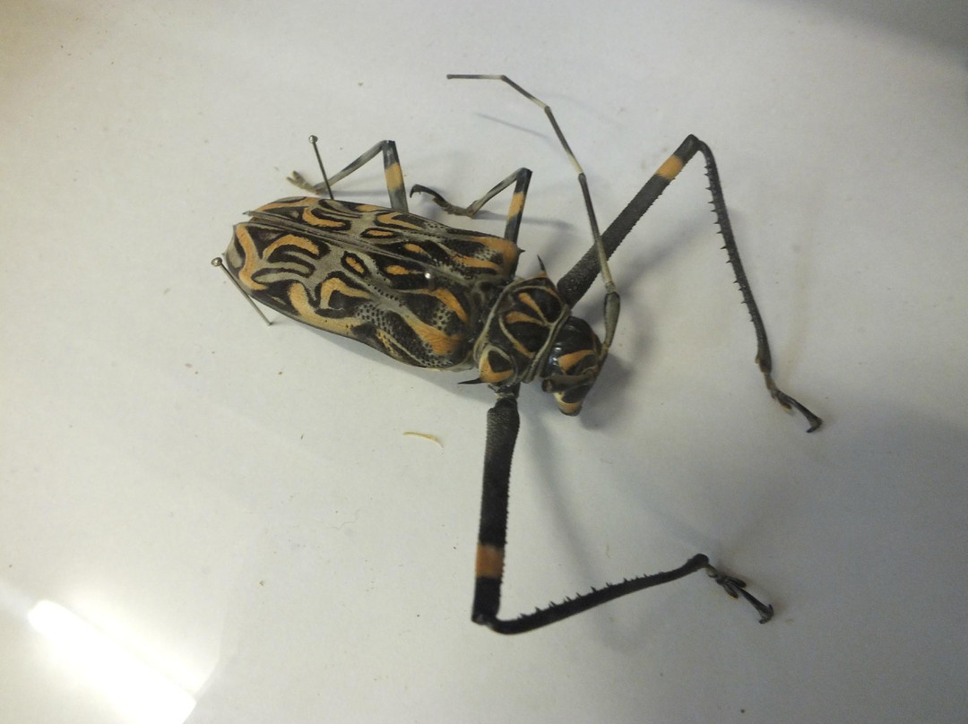 Museu Dinamico Interdisciplinar-Maringa必去景点