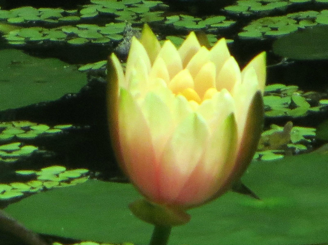 Jardin Botanico de Bogota Jose Celestino Mutis-波哥大必去景点