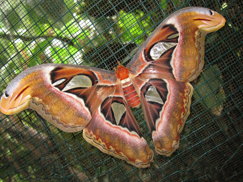 Made Dodi - Private Driver And Tour Guide Bali-库塔必去景点