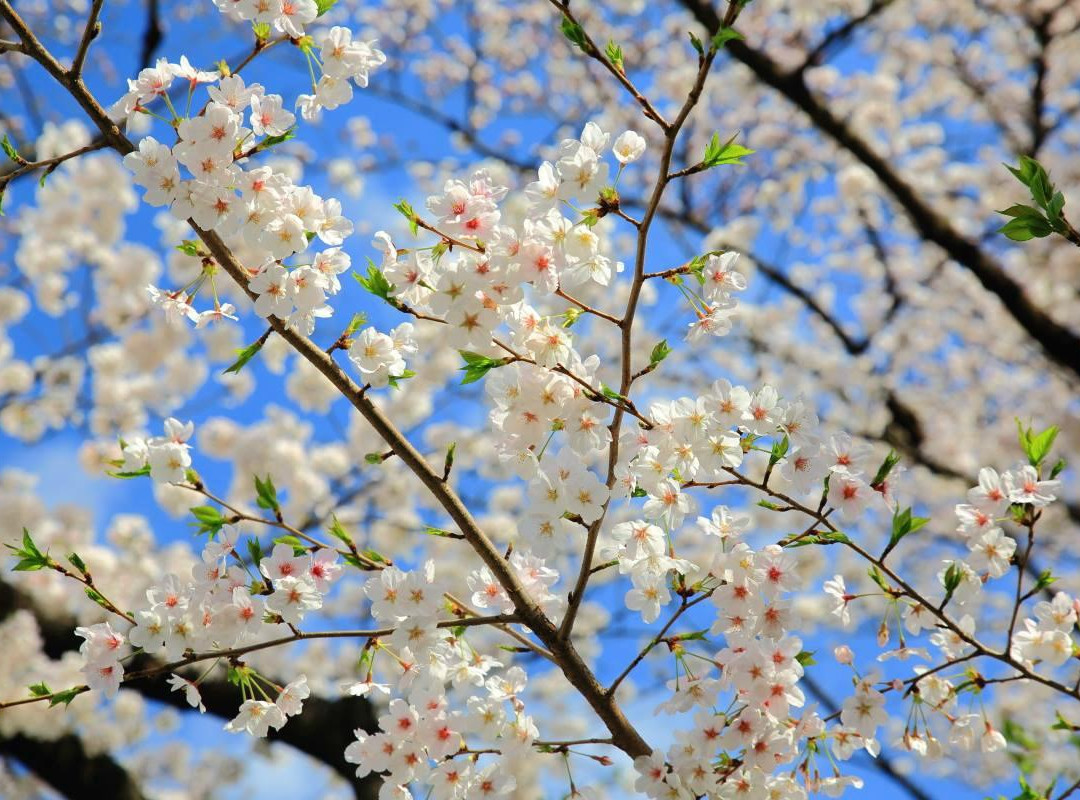 Chidoriga-fuchi Park-Kojimachi必去景点