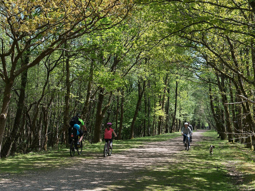 New Forest Cycling景点图片
