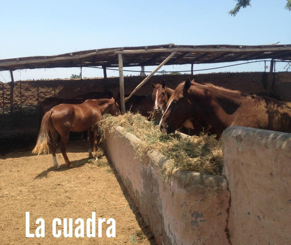 Cabalgatas-Santa Cruz de Flores必去景点