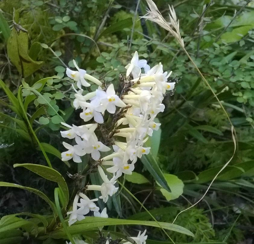 Pirinoa旅游景点-Butterfly Creek