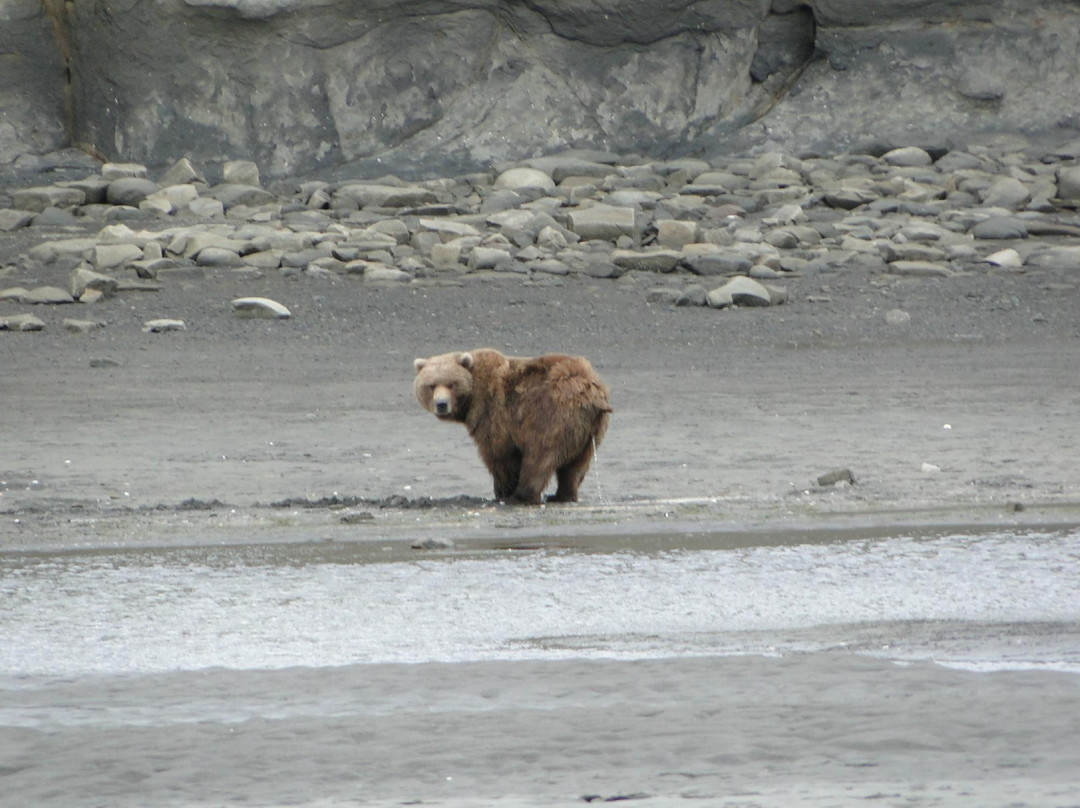 Alaska Bear Adventures-荷马必去景点