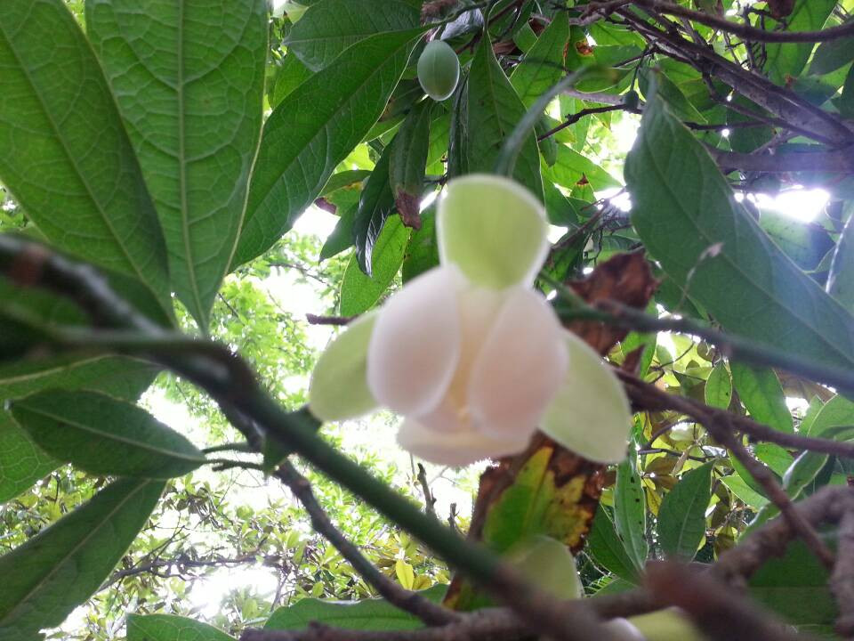 厦门园林植物园景点图片
