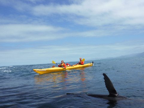 凯库拉皮划艇之旅-Kaikoura必去景点