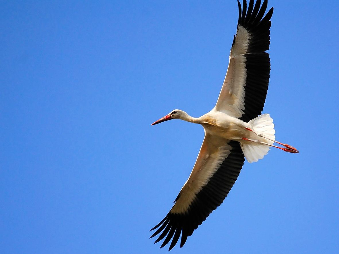 Ecotono Birding景点图片