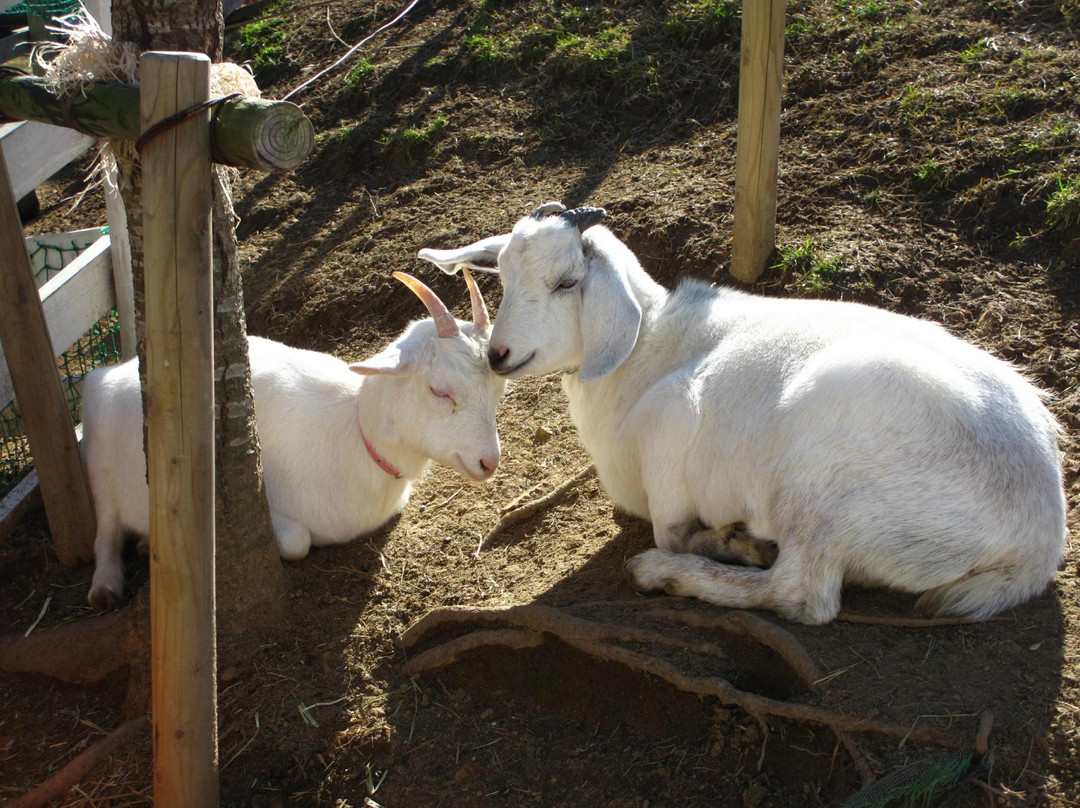 Rokkosan Farm-神户市必去景点