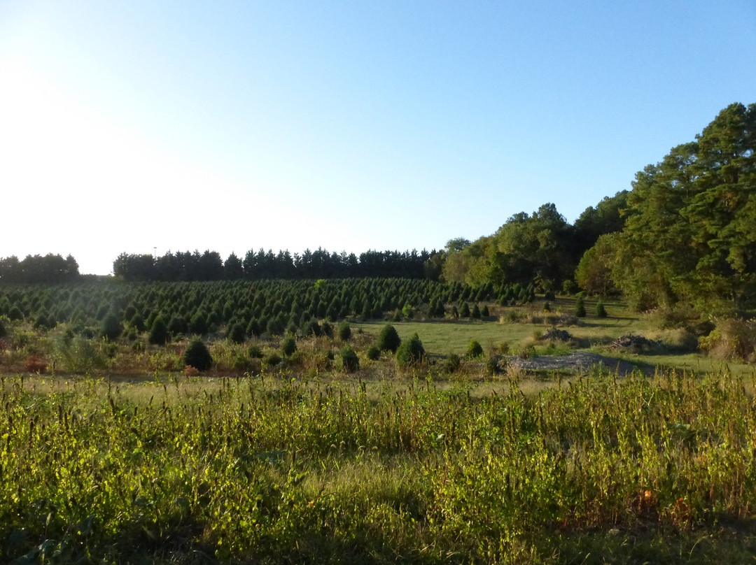 Coleman's Christmas Tree Farm-Middletown必去景点