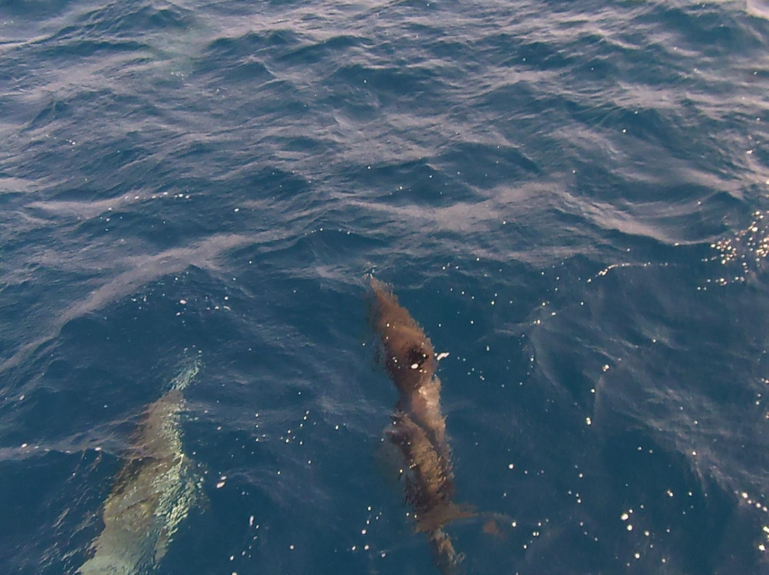 Catalina Express-德纳角必去景点