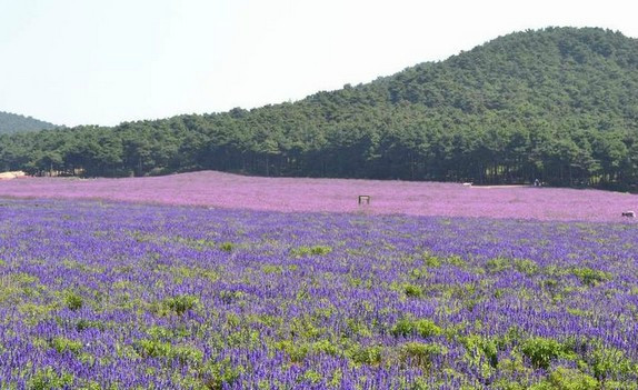 沈阳紫烟薰衣草庄园-沈阳市必去景点