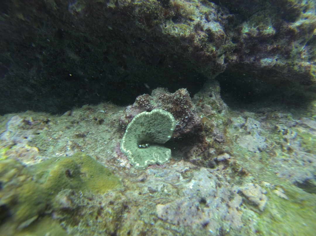 Phi Phi Sea Frog Diving-大皮皮岛必去景点