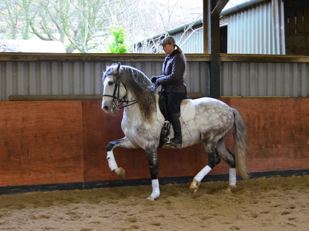 Pen Llyn Lusitano Stud and Riding Centre景点图片