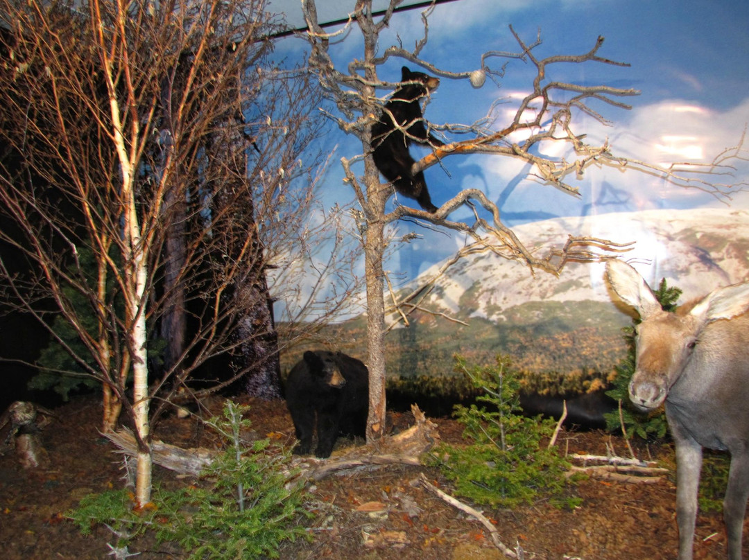 Gros Morne Wildlife Museum-Rocky Harbour必去景点