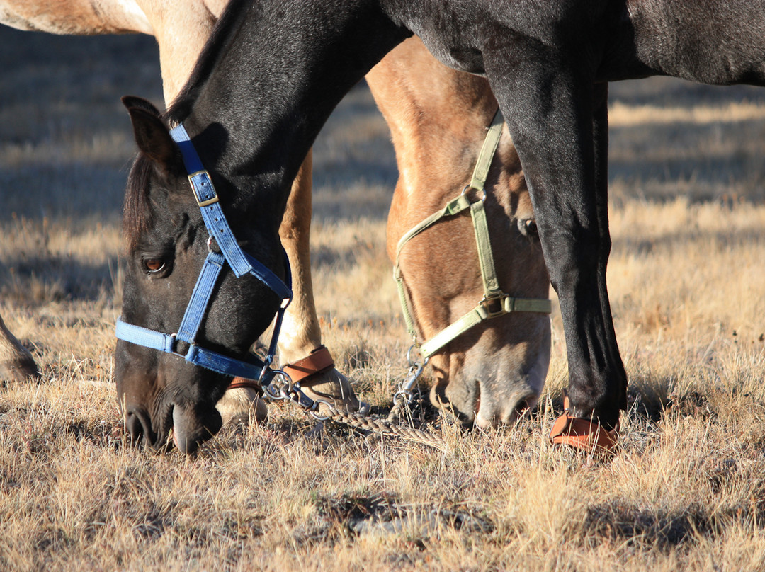 Copper Cayuse Outfitters-Pemberton必去景点