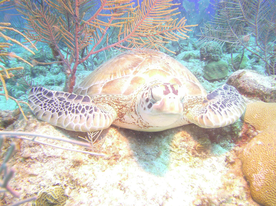 Akumal Beach-艾库玛尔必去景点